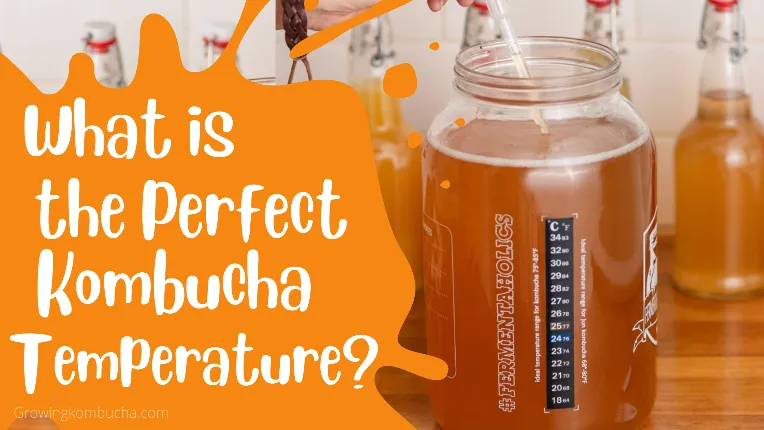 What is the Perfect Kombucha Temperature