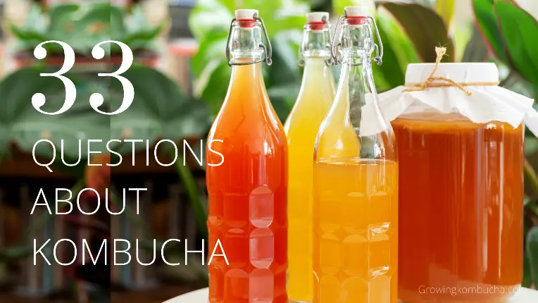 33 questions about kombucha faqs