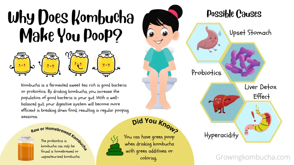 Are you pooping more because of kombucha? Discover why kombucha makes you poop and how it affects your overall health. 