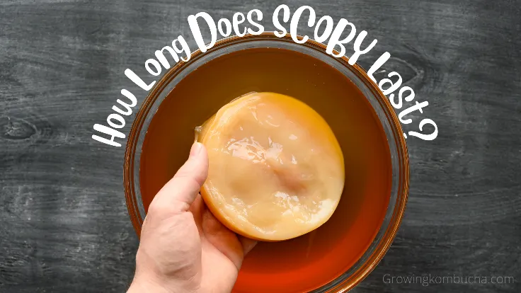 How Long Does SCOBY Lasts In Storage?