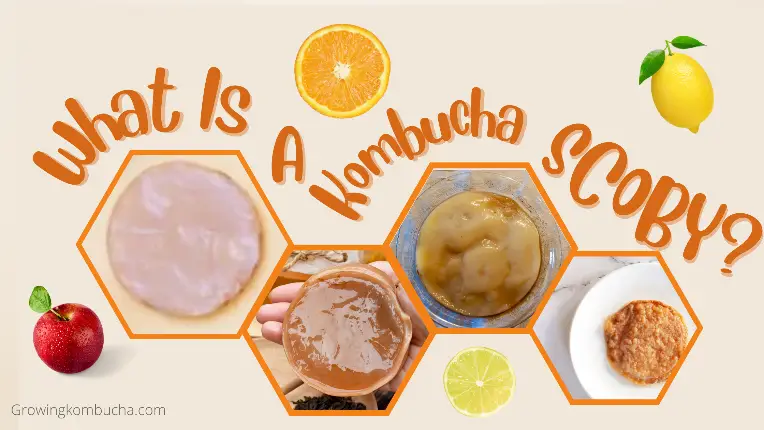 Kombucha SCOBY: What is it and How Can You Make It?