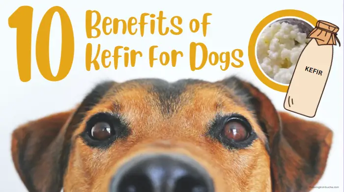 10 BENEFITS OF KEFIR FOR DOGS