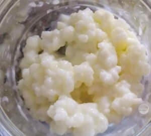 kefir grains